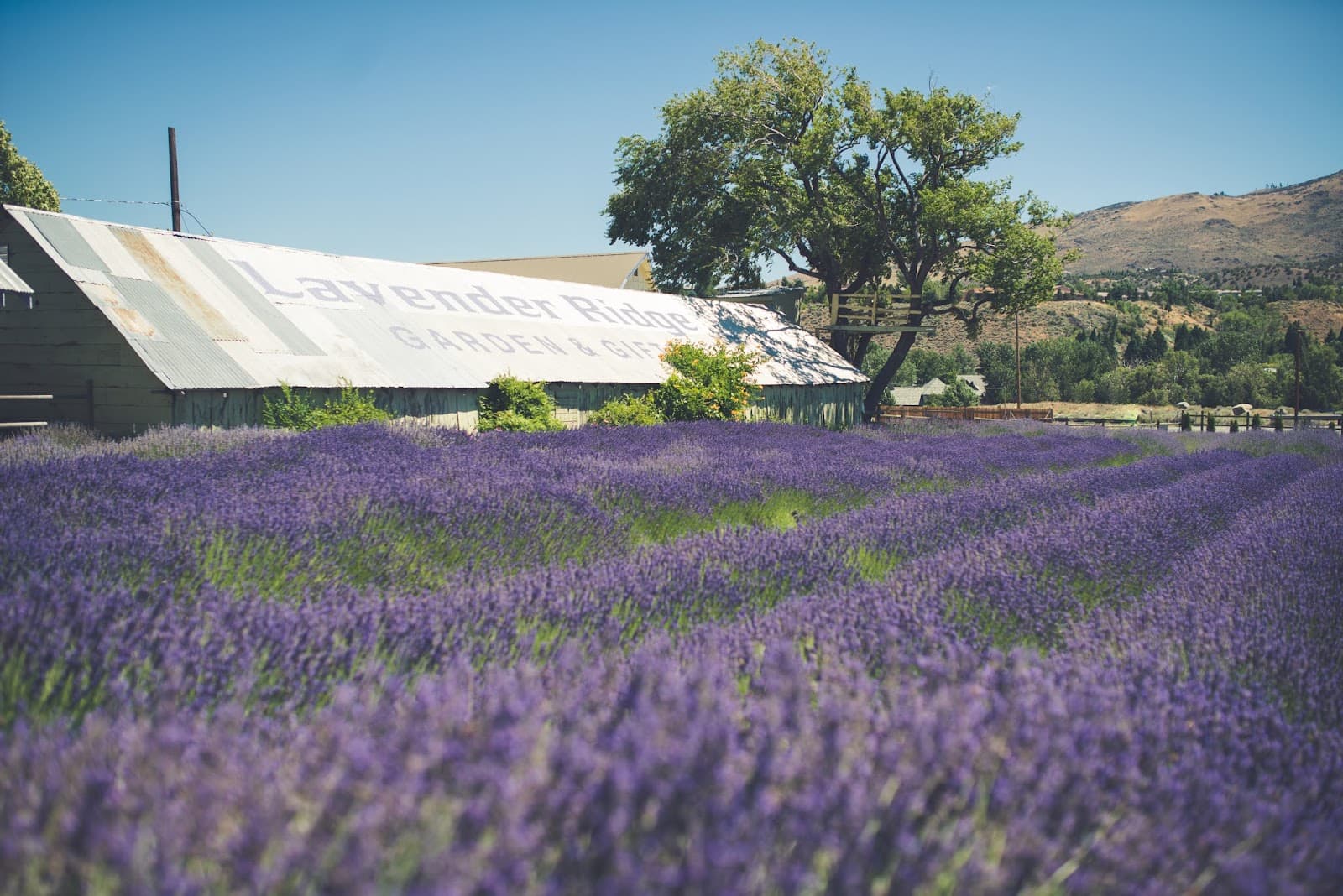 Lavender Ridge Wedding, Elopement, Party, Chapel, Hall Venue in Reno, NV