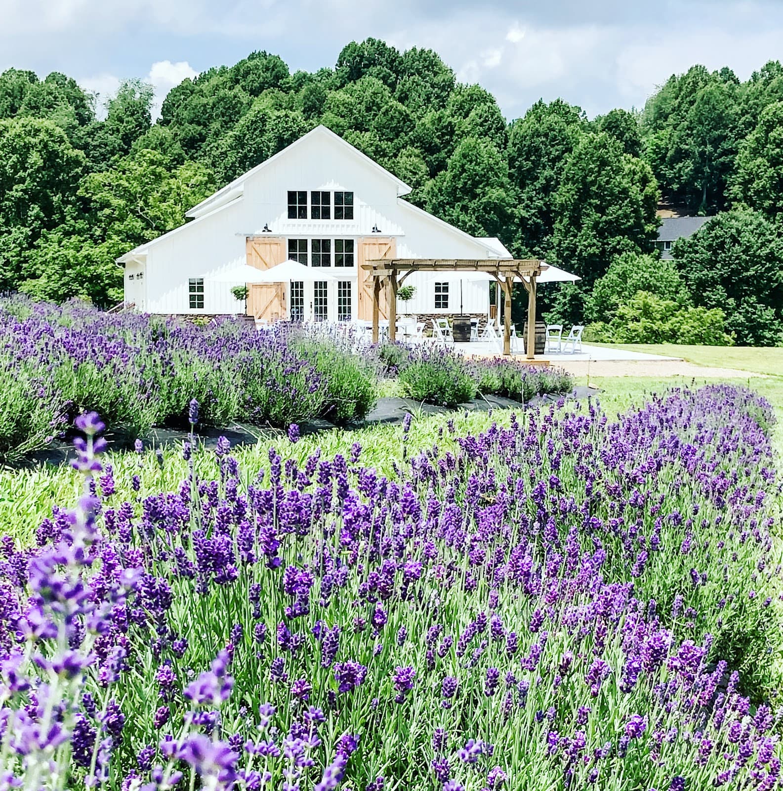 Stone House Lavender in Fairmont, WV